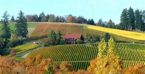 Sip and Savor: 11 Best Wineries to Visit in Oregon