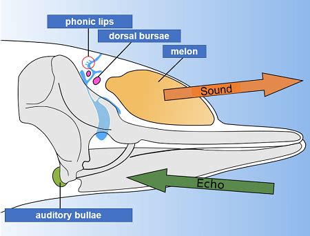 Echolocation Definition, Uses & Examples - Video & Lesson Transcript ...