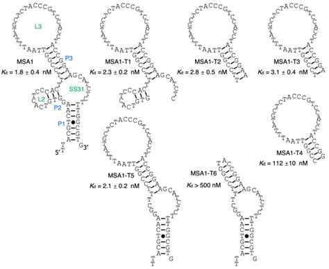 The Predicted Secondary Structure Of Msa And The Binding Affinity Of