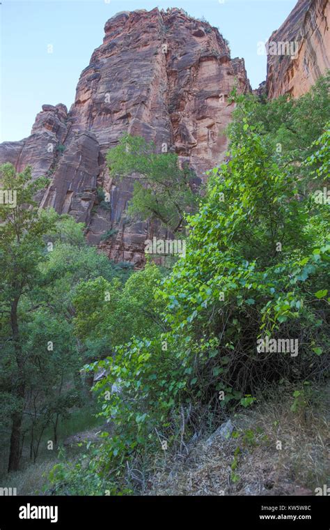 Scene Along The Weeping Wall Hiking Trail Zion National Park Stock