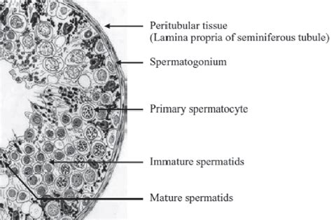 Cross Section Of Human Testis In An Young Adult From Reproductive