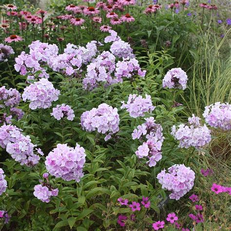 Buy Border Phlox Phlox Paniculata Franz Schubert Delivery By