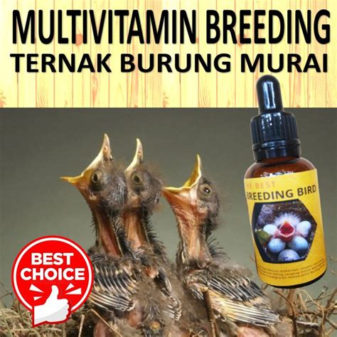 Vitamin Ternak Burung Murai Batu Cepat Birahi Vitamin Breeding Burung