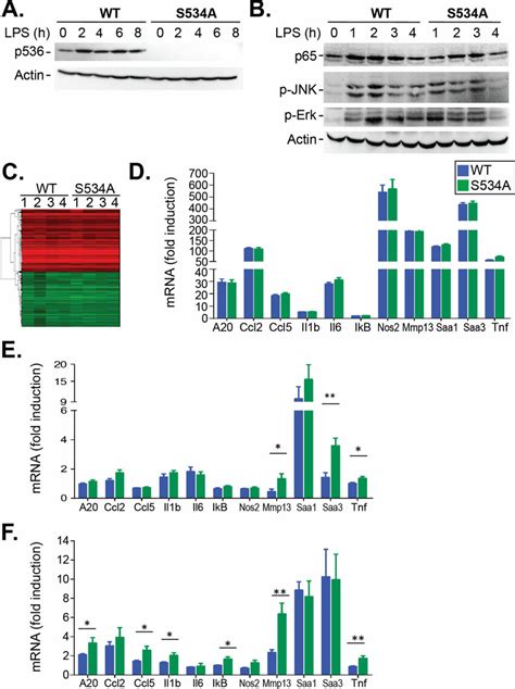 S A Mice Show Increased Expression Of Nf B Dependent Genes In