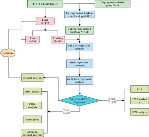 Study Flowchart Shows The Process Of Constructing And Assessing The