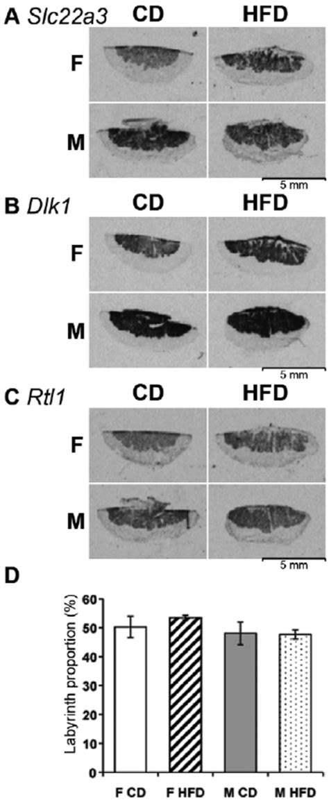 Analysis Of Gene Expression By In Situ Hybridization Detection By In