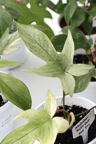 Philodendron Florida Ghost Mint