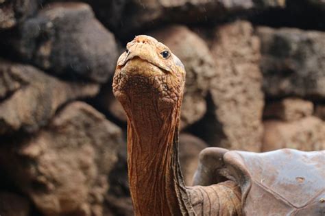 A 100 Year Old Giant Tortoise Fathers 800 Babies And Saves His Species