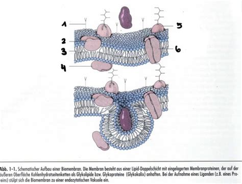 Zelle Zellmembran Karteikarten Quizlet