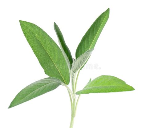 Fresh Sage Twig Isolated On White Background Salvia Officinalis Leaves