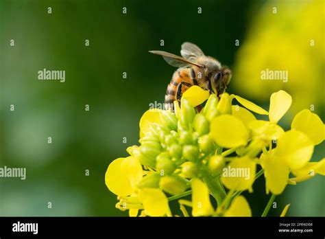 Bee Gathering Pollen on Mustard Plants, Sinapis Alba, Flowers Stock ...