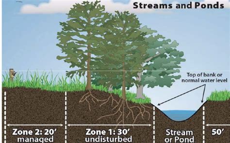 Why A Riparian Buffer Bolin Forest Climate Action