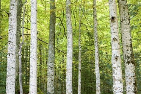 Poster Birken und Wald nach Maß myredro de