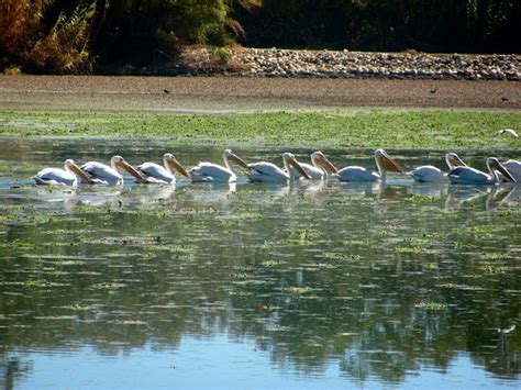 Great White Pelican Project Noah