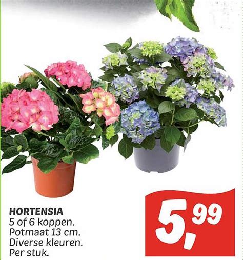 Hortensia Aanbieding Bij Dekamarkt Folders Nl