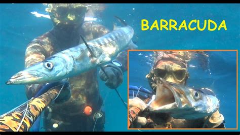 Barracuda All Agguato Nel Bassofondo Pesca Sub Spearfishing Video