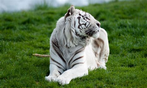 white tiger animal facts 10