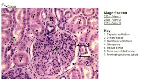 Urinary Reproductive And Endocrine Histology Flashcards Quizlet