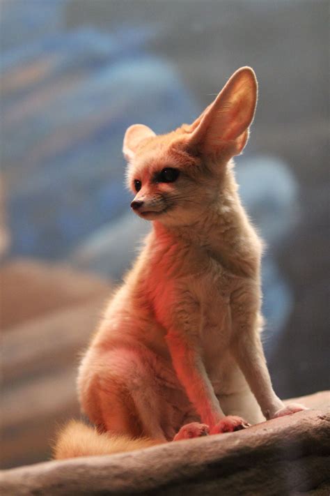 Fennec Fox