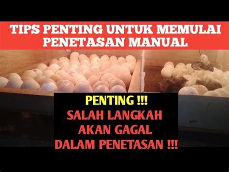 PENTING SEBELUM MENETASKAN TELUR DI MESIN TETAS MANUAL YouTube