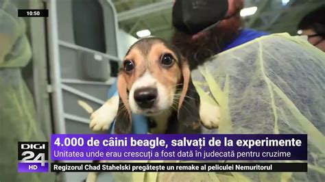 Mii De C Ini Beagle Au Fost Salva I Dintr O Pepinier Nainte S Ajung