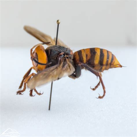 Asian Giant Hornet Vespa Mandarinia Washington State Department Of