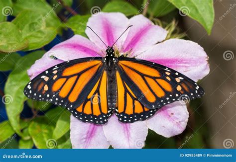 A Borboleta De Monarca Bonita Em Uma Clematite Cor De Rosa Floresce