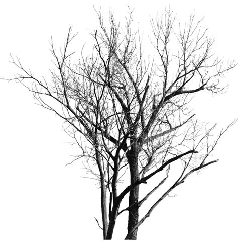 Download Dead Tree With No Leaves Tree With No Background Bare Tree