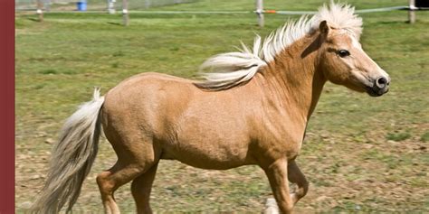 Ultimate Guide For Your Pony - The Miniature Horse!