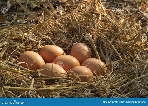 Ovo Fresco De Galinha Em Palha Uma Pilha De Ovos Castanhos Na Fazenda