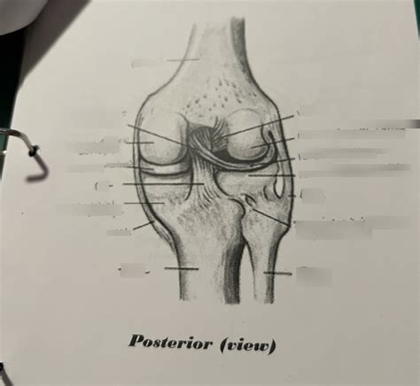 Ligaments And Menisci Posterior View Diagram Quizlet