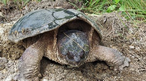 Its Snapping Turtle Egg Laying Season In Connecticut