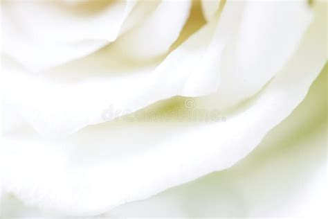 White Rose petals stock photo. Image of anniversary, passion - 55270864