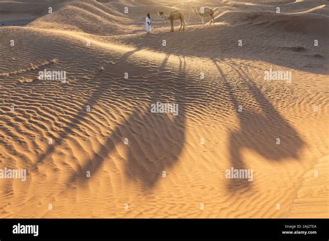 Los beduinos y camellos en el camino a través del desierto de arena