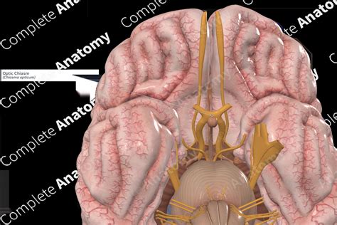optic chiasm diagram anatomia optic chiasm facebook