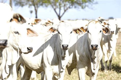 A Tribuna MT Pecuária Rebanho bovino de Mato Grosso chega a 34 4