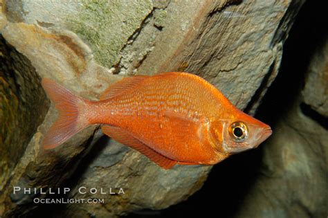 Red Rainbowfish Glossolepis Incisus 09285