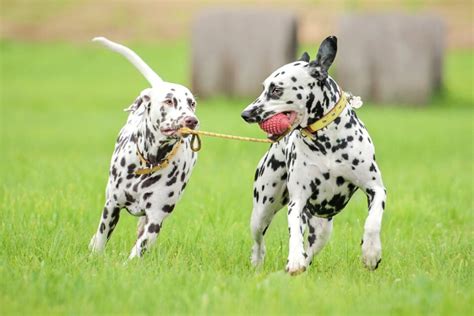 Male Vs Female Dalmatian Which Is Better