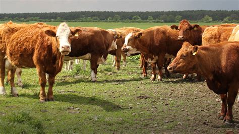 Faktencheck Landwirtschaft Bauernverband De