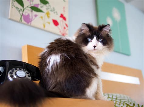 Himalayan Ragdoll Cat: Your Majestic And Loving Fluff