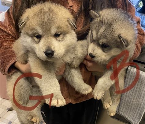 Alaskan Malamute Puppies For Sale Moses Lake Wa 493272