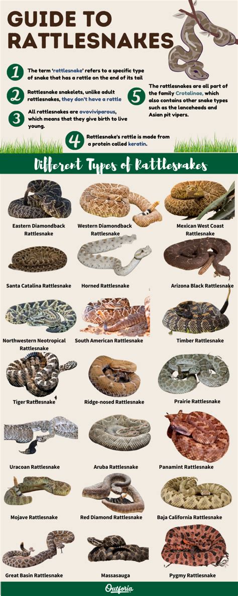 Different Types Of Rattlesnakes Species Pictures And Guide