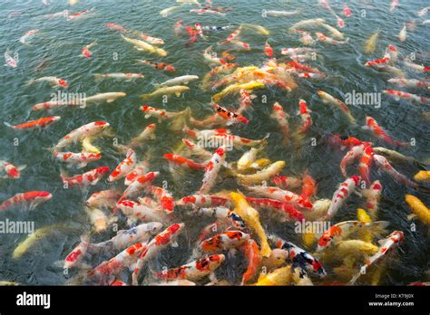 colorful koi fish pond stock photo alamy