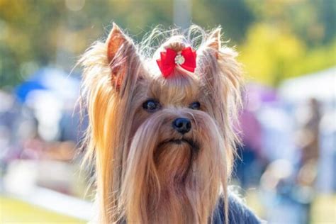 Yorkshire Terrier Opis Rasy Cena Charakterystyka