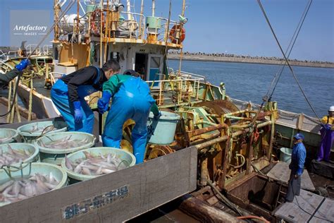 銚子漁港、ヤリイカ漁の水揚げ