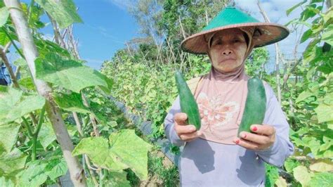 Ikn Nusantara Modernisasi Pertanian Di Kalimantan Timur Petani