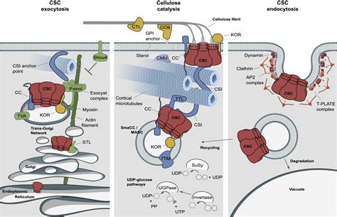 Cellulose Synthesis In Land Plants Molecular Plant