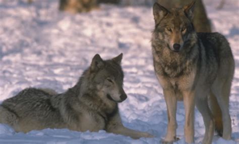 Wisconsin Tribes Sue To Stop Fall Wolf Hunt Inflated Kill Quota