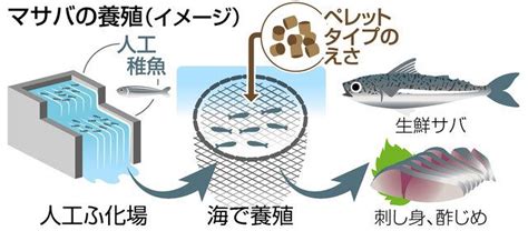 マサバの生食を安全に、養殖技術で寄生虫リスク減へ 三重県が新年度から開発着手：中日新聞web