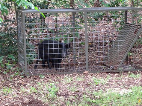 Feral Hog Box Trap Jacob Hetzel Edited Coping With Feral Hogs